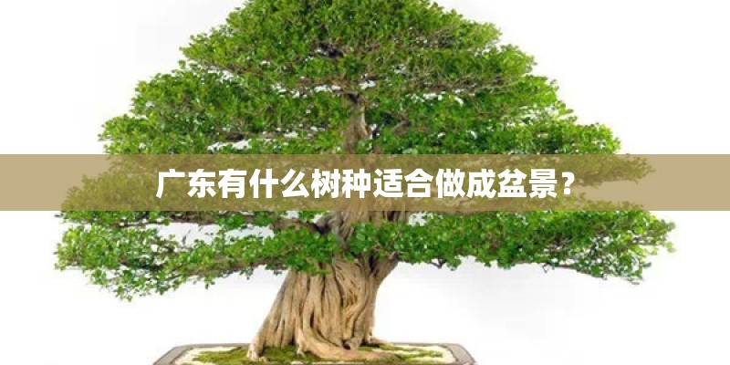 广东有什么树种适合做成盆景？