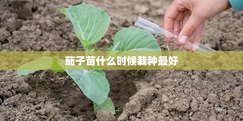 茄子苗什么时候栽种最好