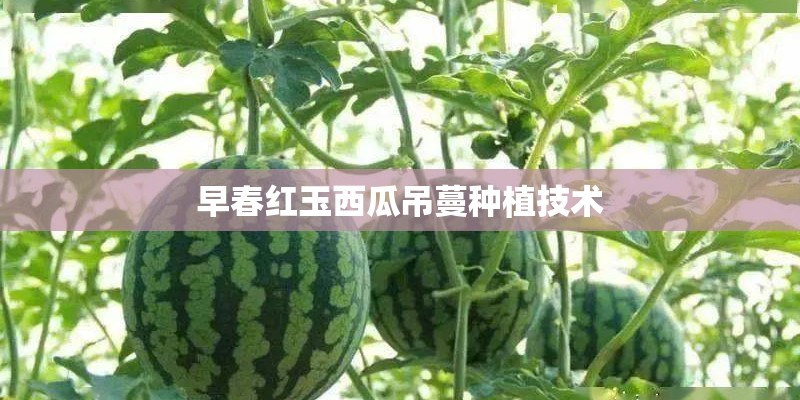 早春红玉西瓜吊蔓种植技术
