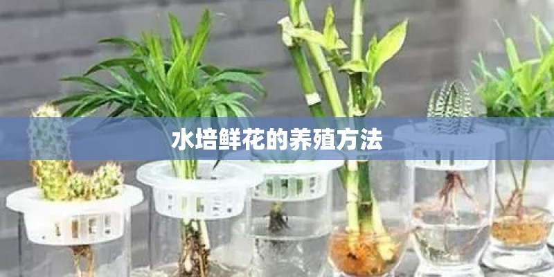 水培鲜花的养殖方法