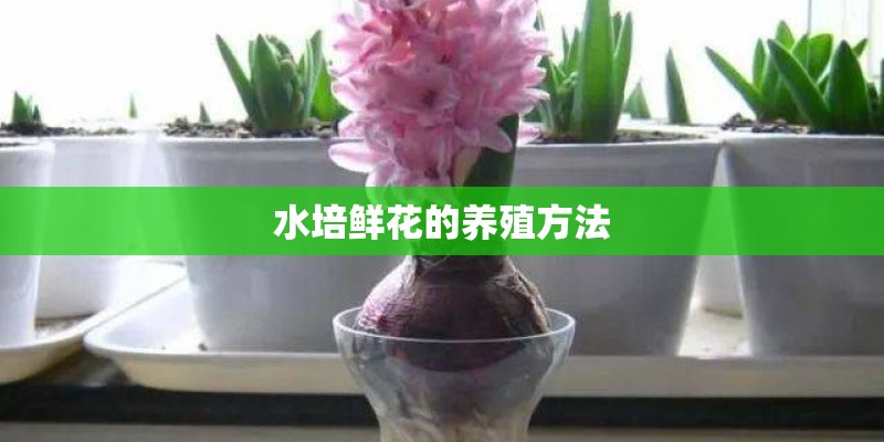 水培鲜花的养殖方法