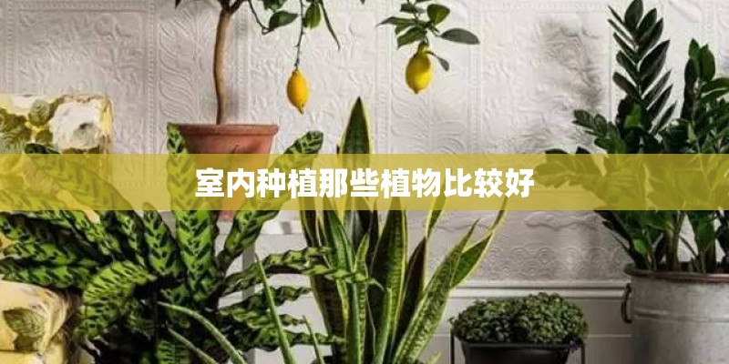室内种植那些植物比较好