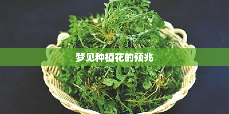 梦见种植花的预兆