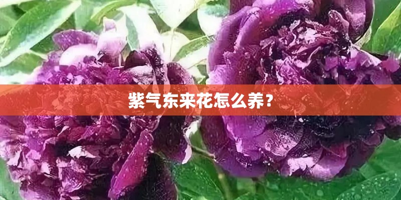 紫气东来花怎么养? 紫气东来花怎么养?