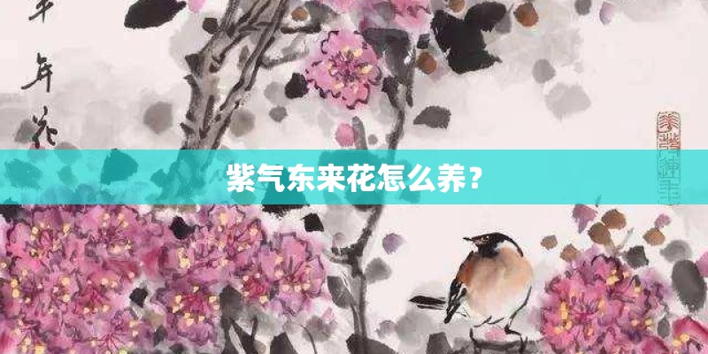 紫气东来花怎么养? 紫气东来花怎么养?