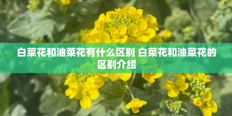 白菜花和油菜花有什么区别 白菜花和油菜花的区别介绍