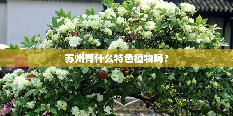 苏州有什么特色植物吗？