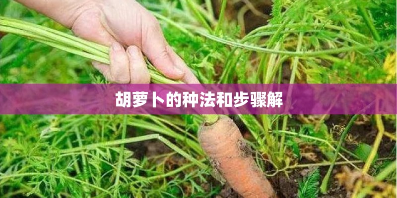 胡萝卜的种法和步骤解