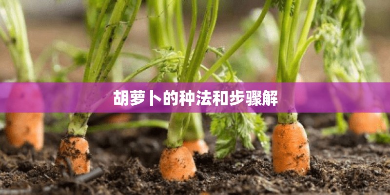 胡萝卜的种法和步骤解 胡萝卜的种法和步骤解