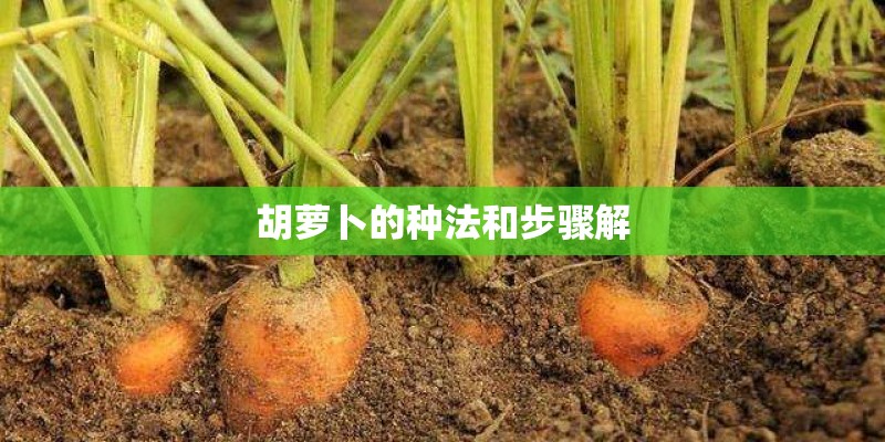 胡萝卜的种法和步骤解 胡萝卜的种法和步骤解