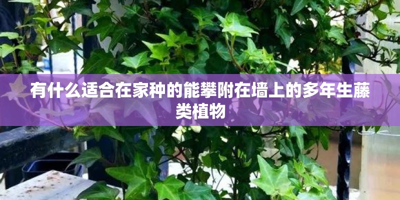 有什么适合在家种的能攀附在墙上的多年生藤类植物