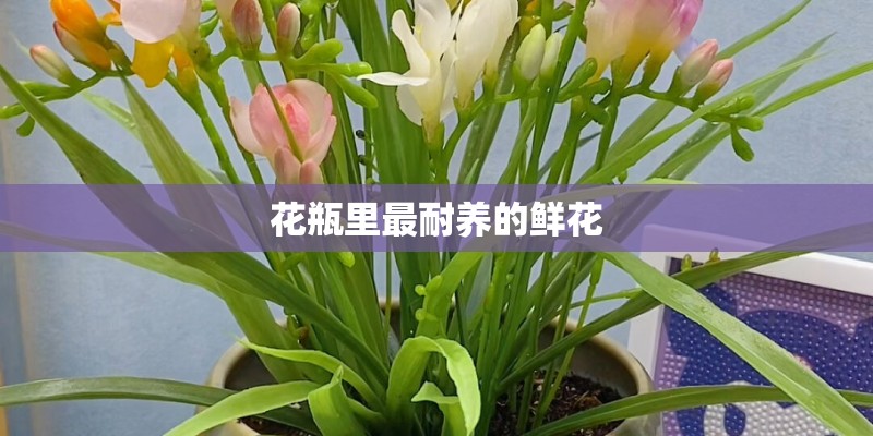 花瓶里最耐养的鲜花