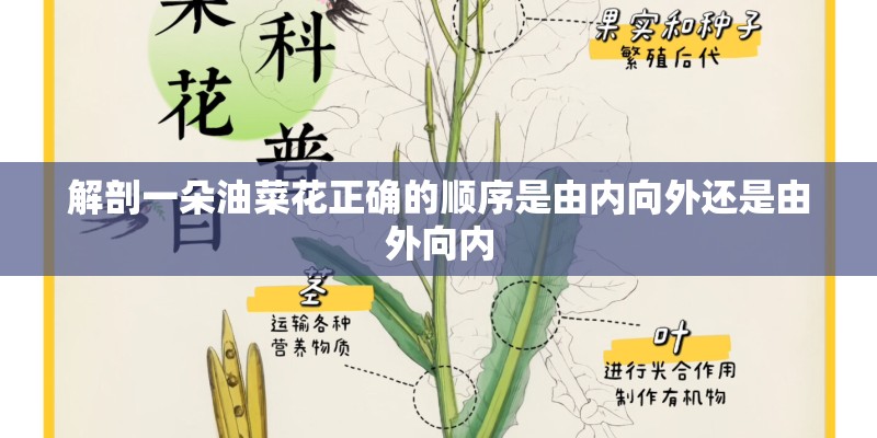 解剖一朵油菜花正确的顺序是由内向外还是由外向内