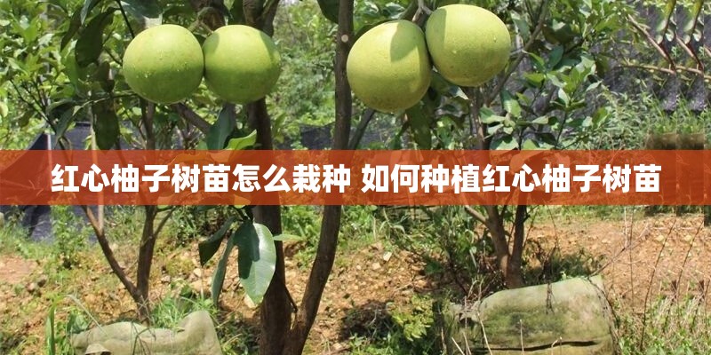 红心柚子树苗怎么栽种 如何种植红心柚子树苗