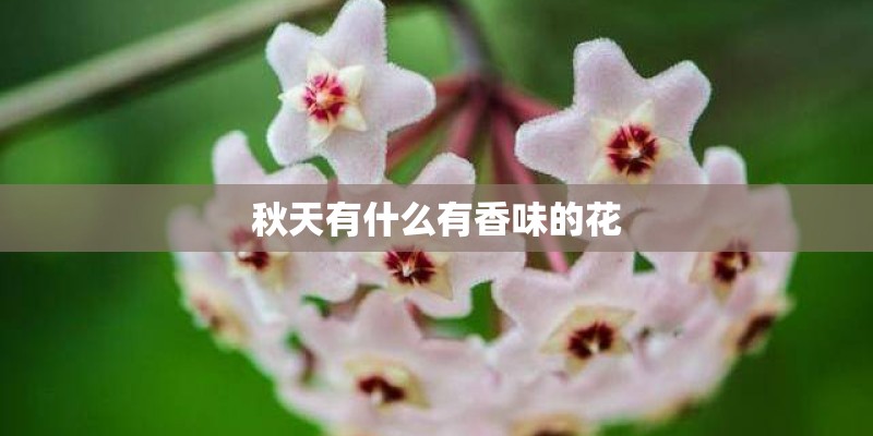 秋天有什么有香味的花