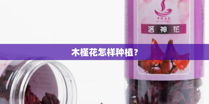 木槿花怎样种植？