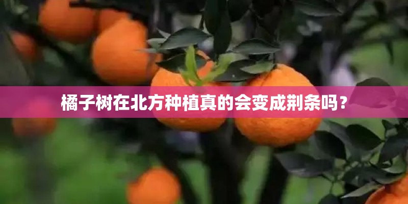 橘子树在北方种植真的会变成荆条吗？