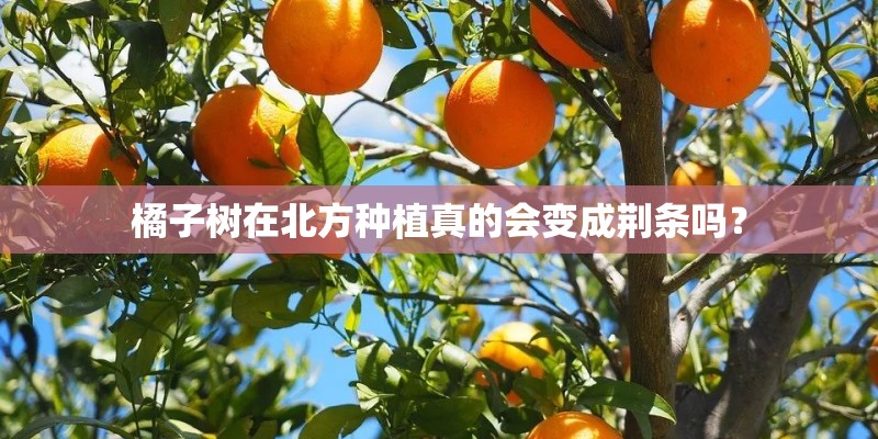 橘子树在北方种植真的会变成荆条吗? 橘子树在北方种植真的会变成荆条吗?