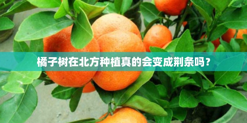 橘子树在北方种植真的会变成荆条吗? 橘子树在北方种植真的会变成荆条吗?