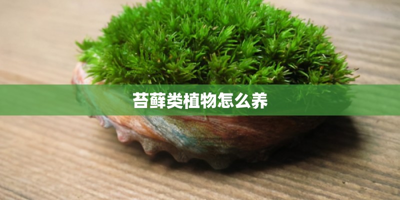 苔藓类植物怎么养