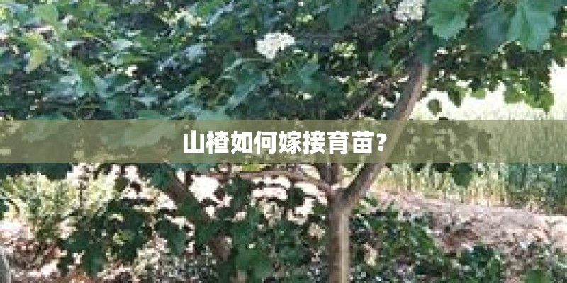 山楂如何嫁接育苗？