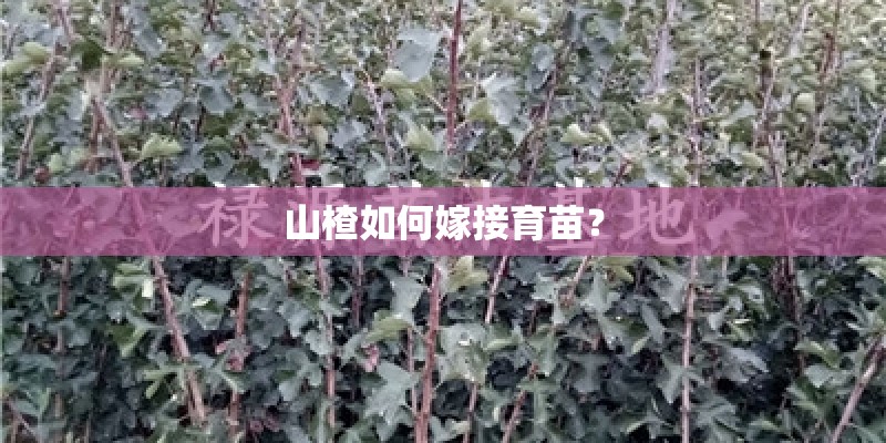 山楂如何嫁接育苗？