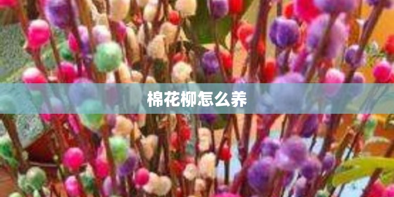 棉花柳怎么养