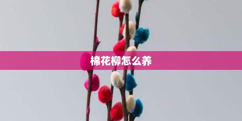 棉花柳怎么养
