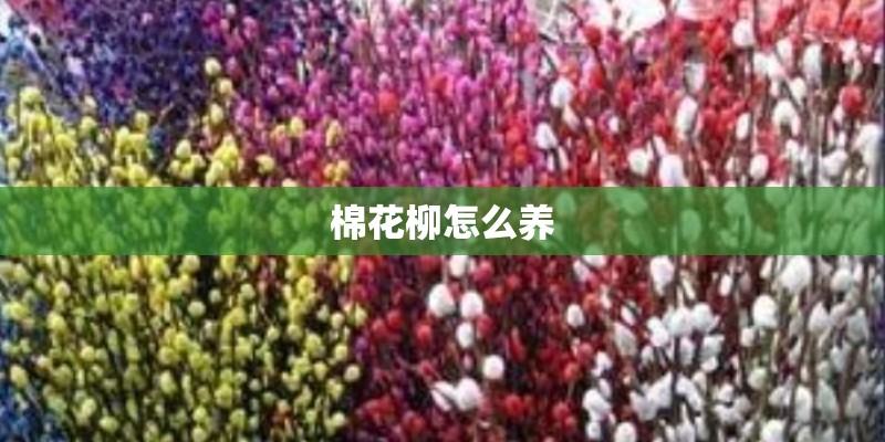 棉花柳怎么养