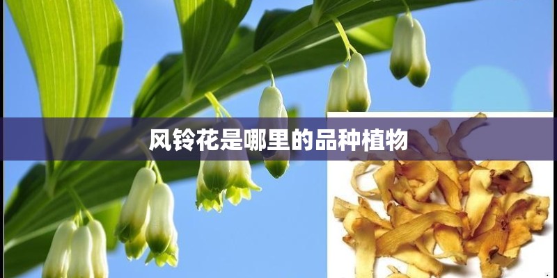 风铃花是哪里的品种植物