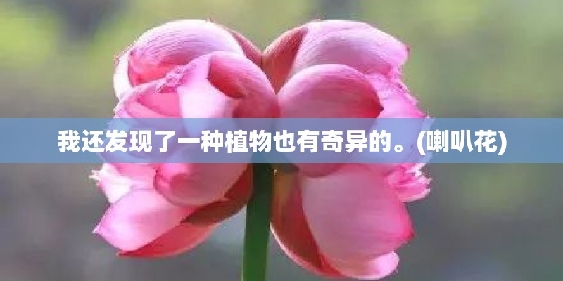 我还发现了一种植物也有奇异的。(喇叭花)