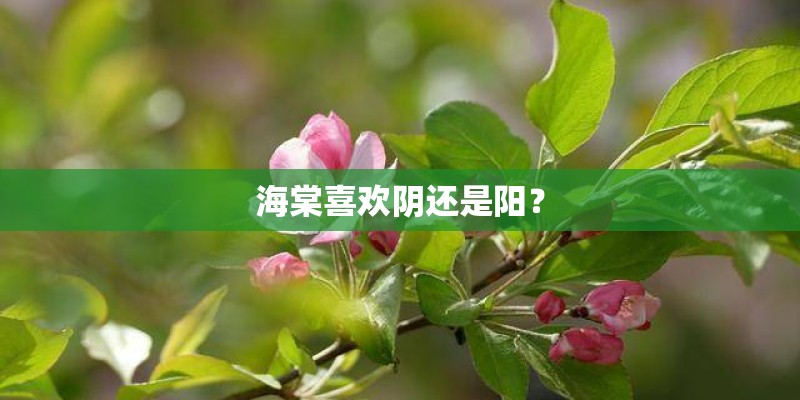 海棠喜欢阴还是阳？