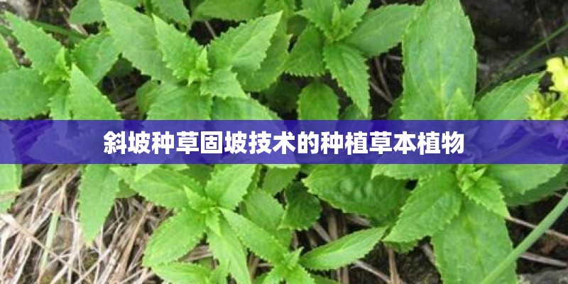 斜坡种草固坡技术的种植草本植物