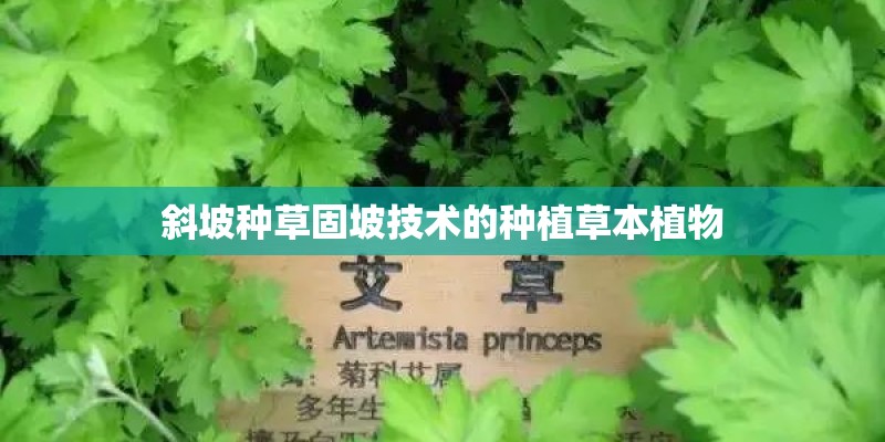 斜坡种草固坡技术的种植草本植物