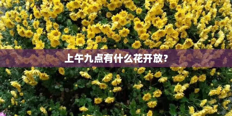 上午九点有什么花开放？