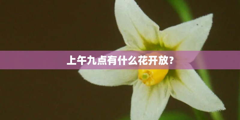 上午九点有什么花开放？