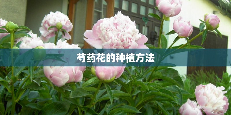 芍药花的种植方法