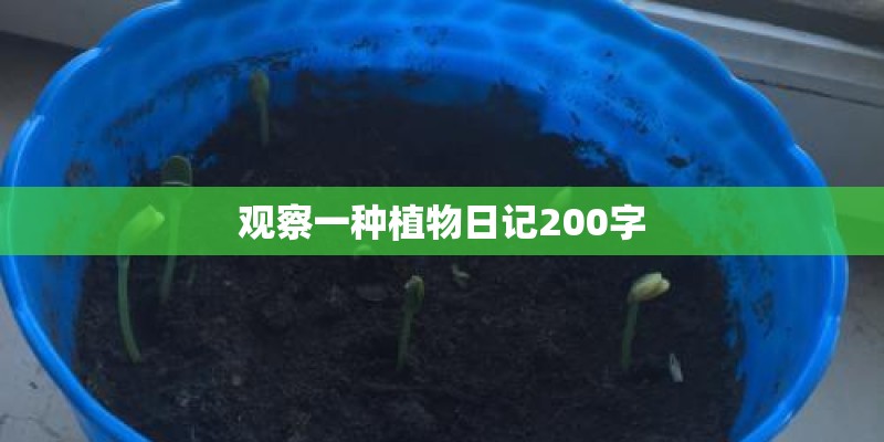 观察一种植物日记200字
