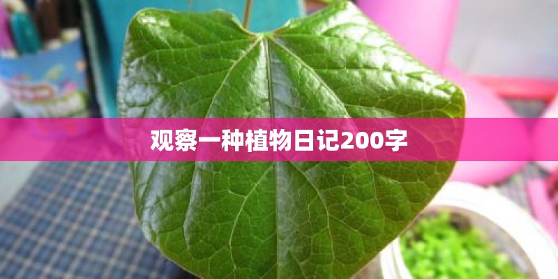 观察一种植物日记200字