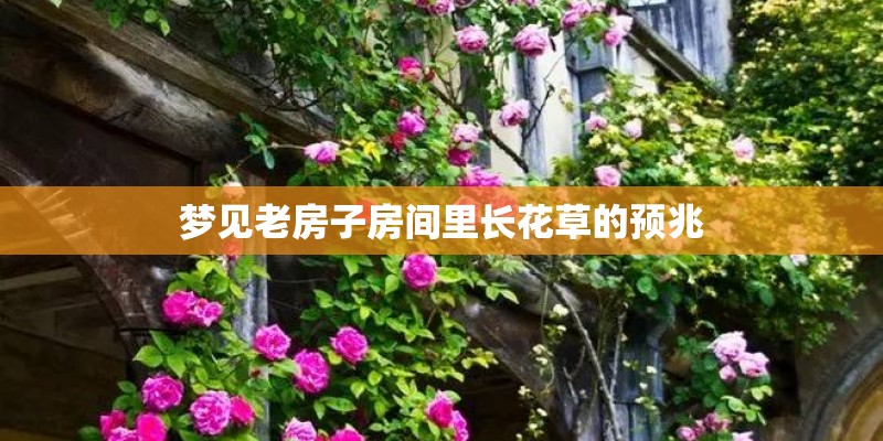 梦见老房子房间里长花草的预兆
