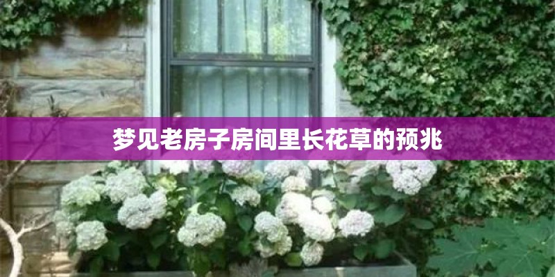 梦见老房子房间里长花草的预兆
