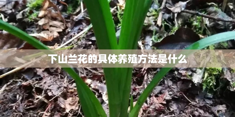 下山兰花的具体养殖方法是什么