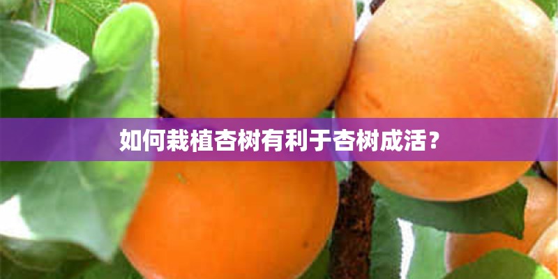 如何栽植杏树有利于杏树成活？