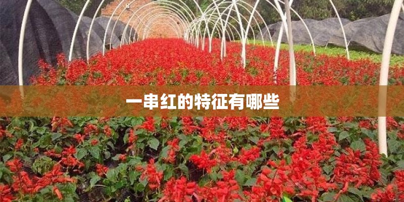 一串红的特征有哪些 一串红的特征有哪些