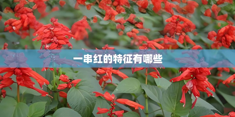 一串红的特征有哪些 一串红的特征有哪些