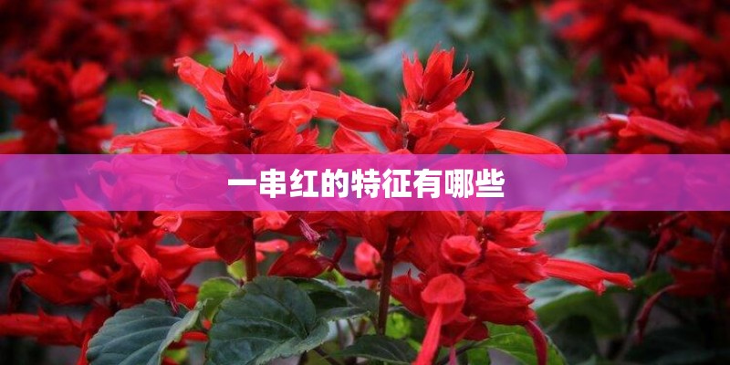 一串红的特征有哪些 一串红的特征有哪些