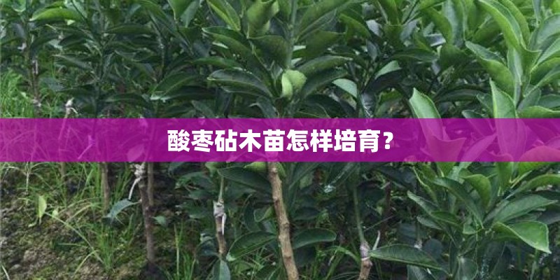 酸枣砧木苗怎样培育？
