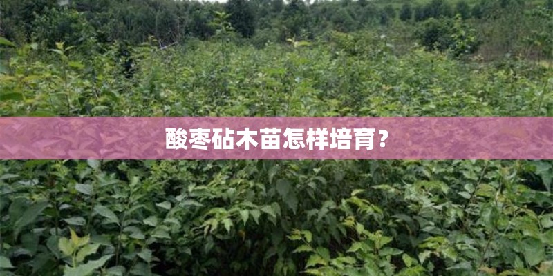 酸枣砧木苗怎样培育？