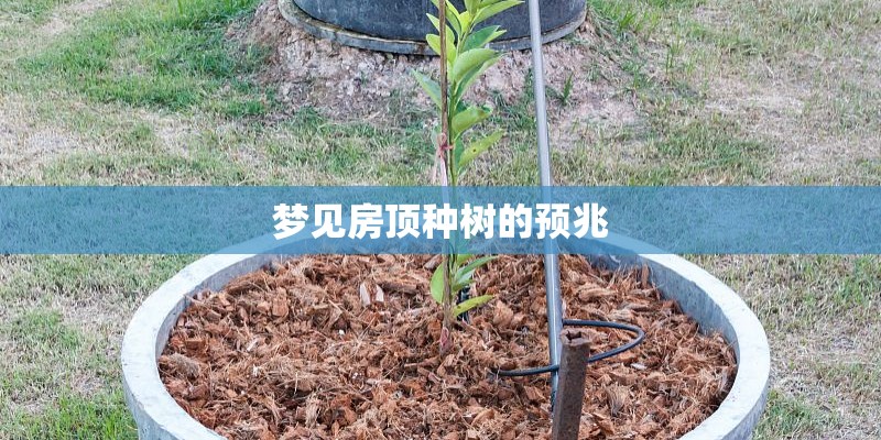 梦见房顶种树的预兆
