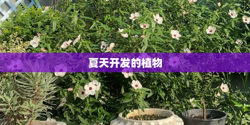 夏天开发的植物